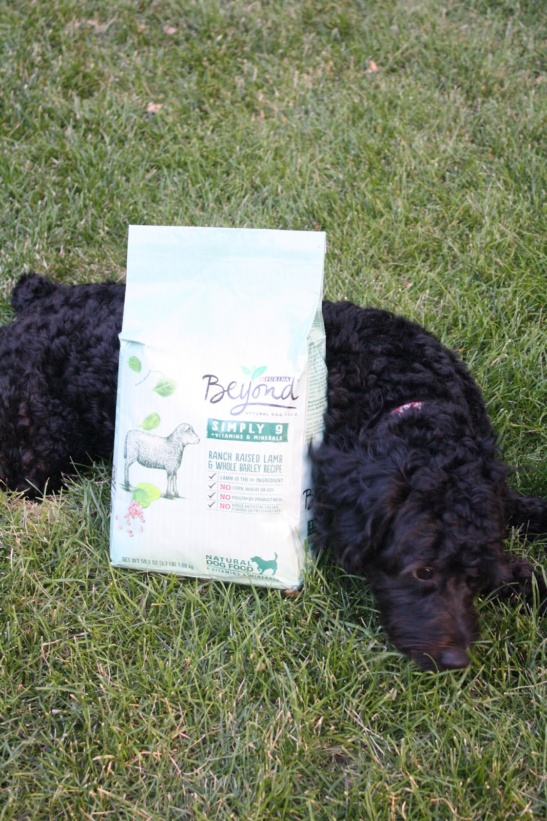 Why Doesn T My Dog Like Grain Free Dog Food Why Doesn T My Dog Like Grain Free Dog Food