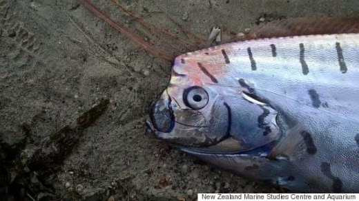 Ένα «θαλάσσιο τέρας» ξεβράστηκε στη Ν. Ζηλανδία thalasio-teras-sth-nea-zhlandia