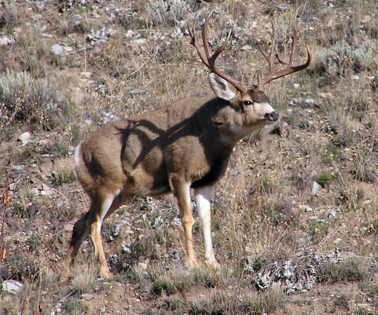 Salmon Idaho Rated 2 in US for Hunting & Fishing Business Listings