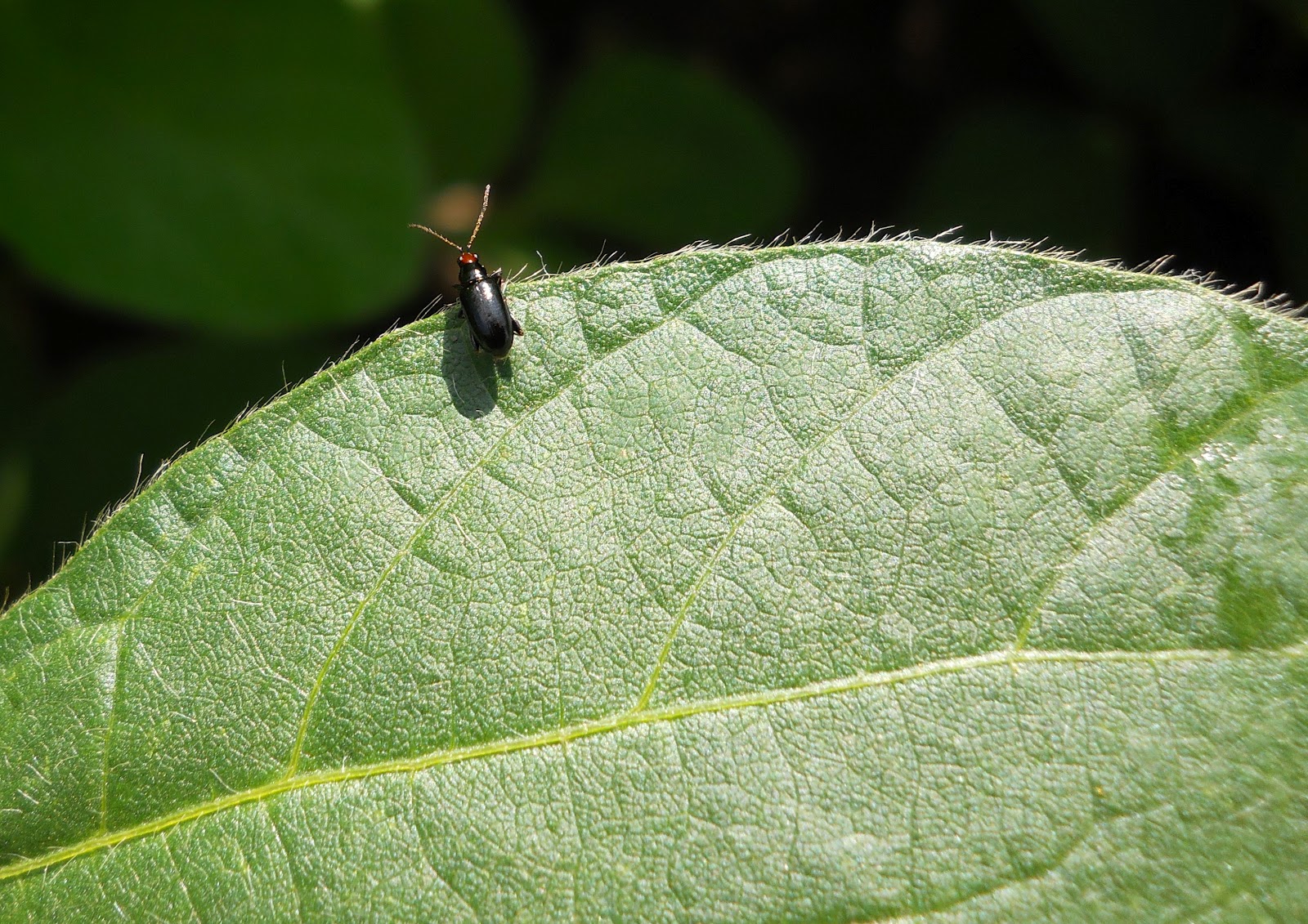 it s a bug s life beetles here there and everywhere corn flea beetle