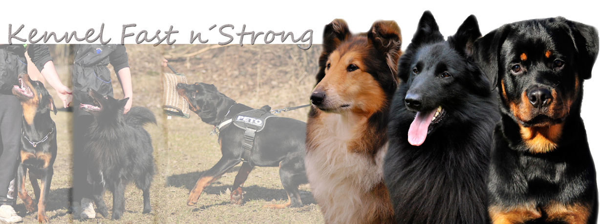 Kennel Fast n´Strong