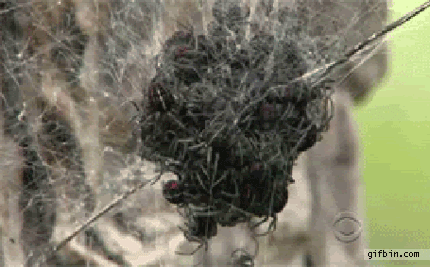 NOPE+Spiders.gif