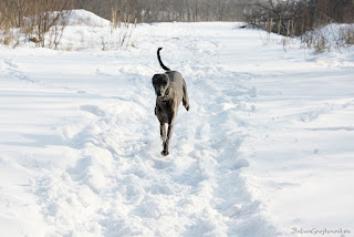 Italian Greyhounds winter