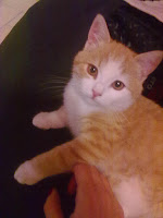 Animali Smarriti O Trovati Carignano To Smarrito Gatto Europeo