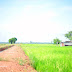 Kampung Sawah Ring, Muar