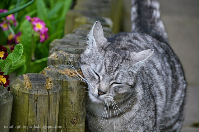 DSC_9987.JPG