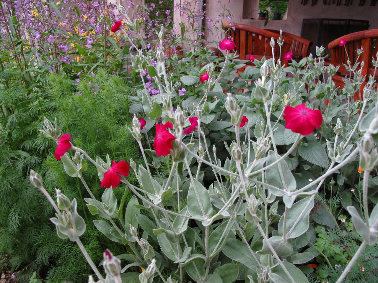 campion
