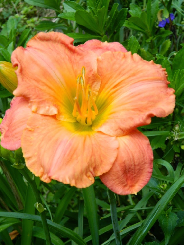 South Seas Hemerocallis daylily by garden muses-not another Toronto gardening blog South Seas Hemerocallis daylily by garden muses-not another Toronto gardening blog