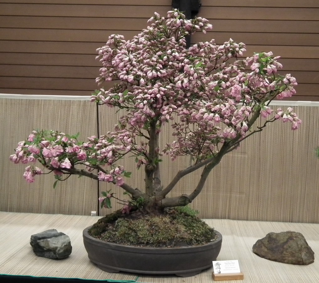 Scented Leaf Taguchi Bonsai 2011 Spring Show Vancouver Scented Leaf Taguchi Bonsai 2011 Spring Show Vancouver