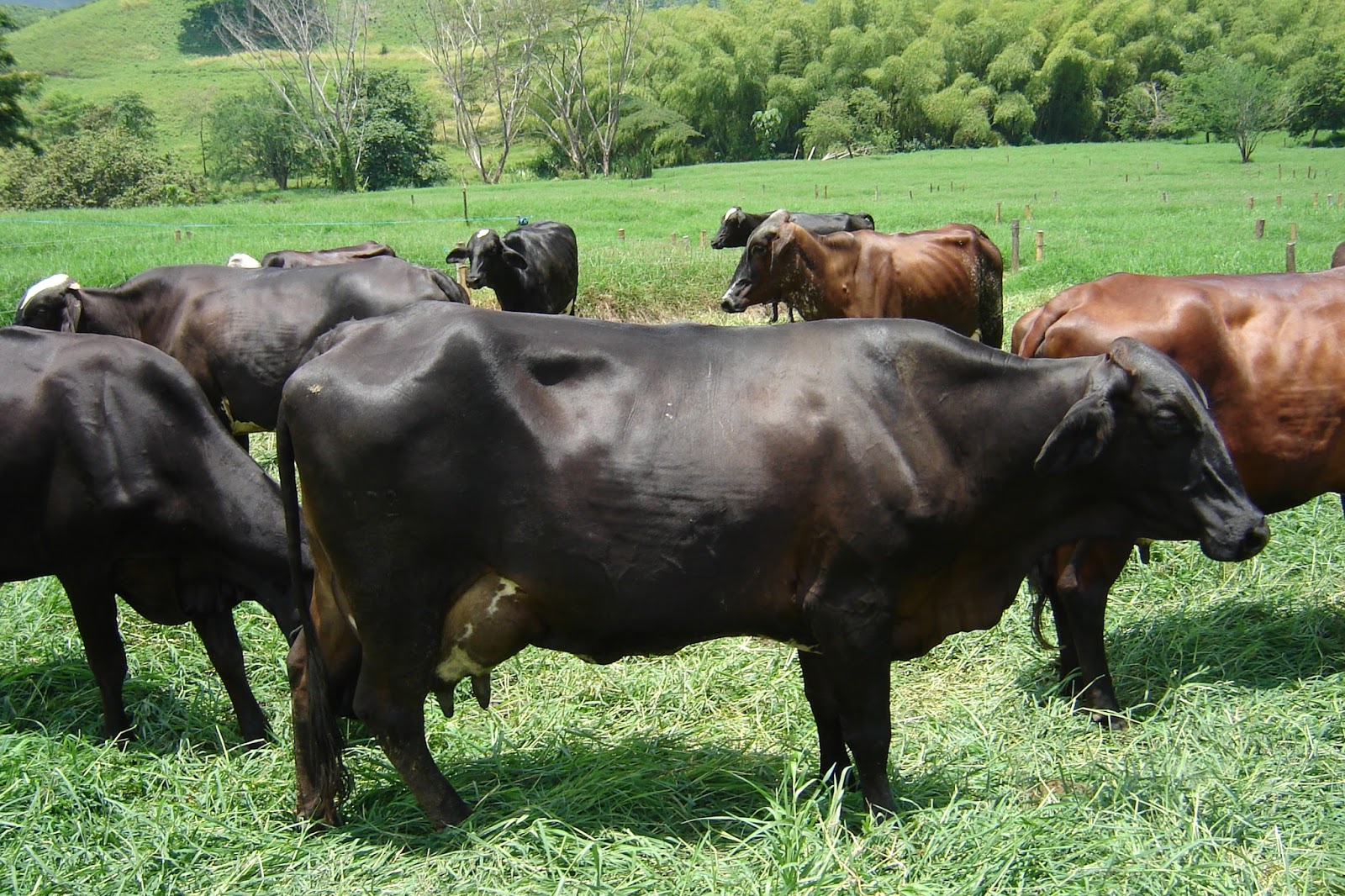 ASEWEB GANADERA LA ADMINISTRACIÓN EN LA GANADERÍA LA ADMINISTRACIÓN DE