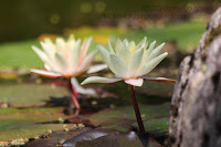 photo sur l'eau macro lotus
