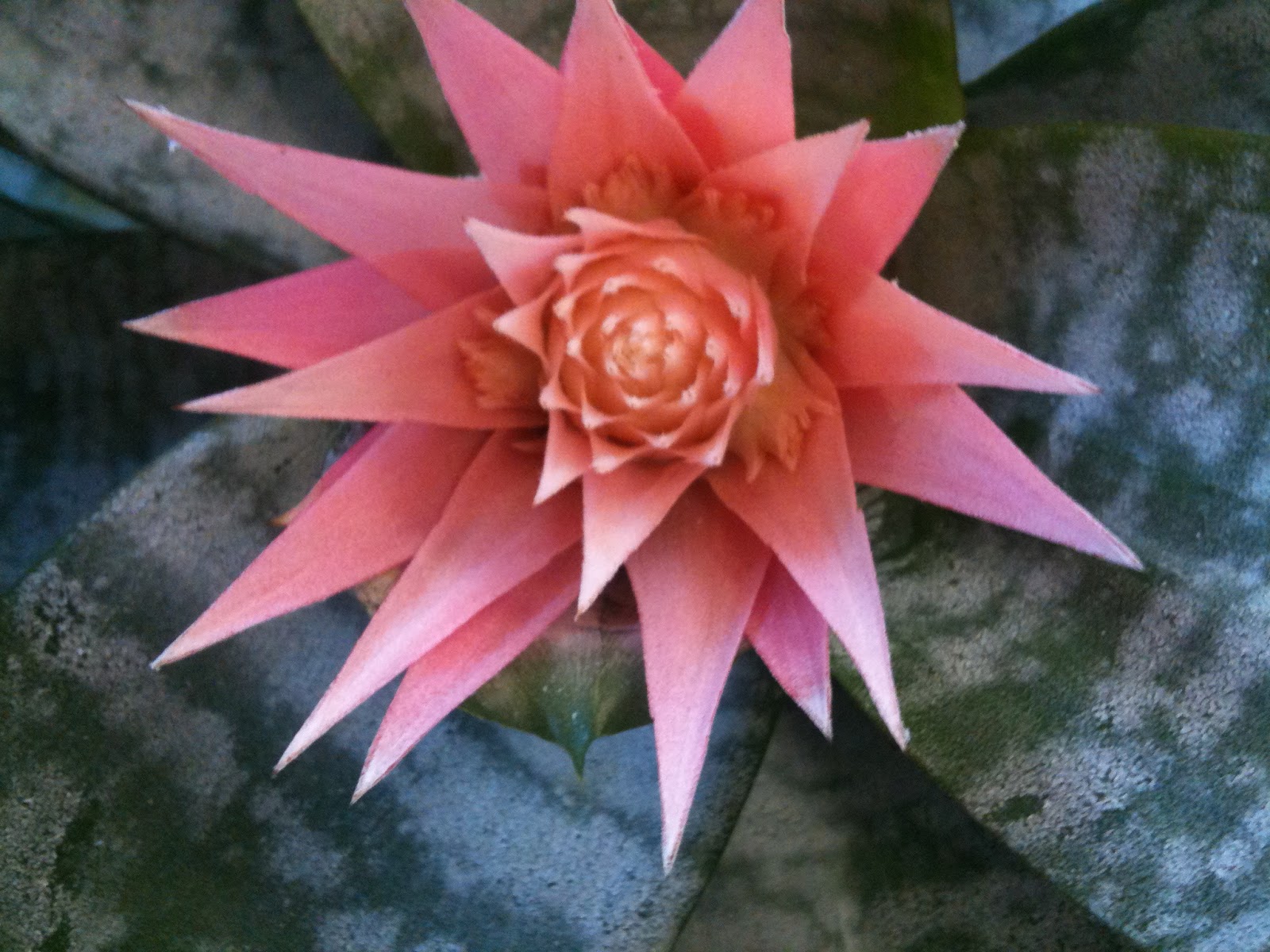 The Helpful Art Teacher: THE SPIRAL