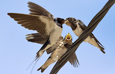 Fauna Bacia Taquari-Antas - Fonte: Aepan-ONG - Série: Aves