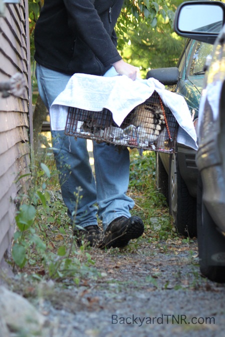 trapping feral cats download trapping feral cats download