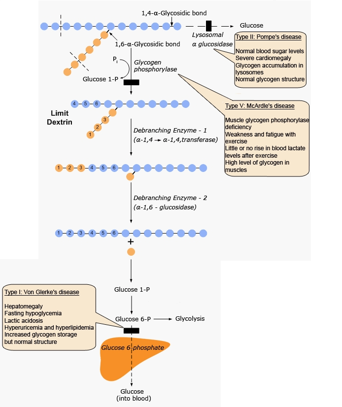 Nursing Info Glycogen storage disease