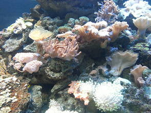 an established reef community housing different types of invertebrates marine coral invertebrate tank
