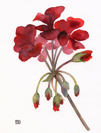 Red Geranium Red Geranium Garden Landscape