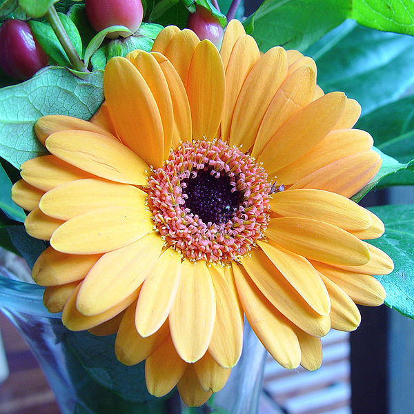 List Of Fall Flowers | the organic gardener list of autumn flowers List Of Fall Flowers | the organic gardener list of autumn flowers