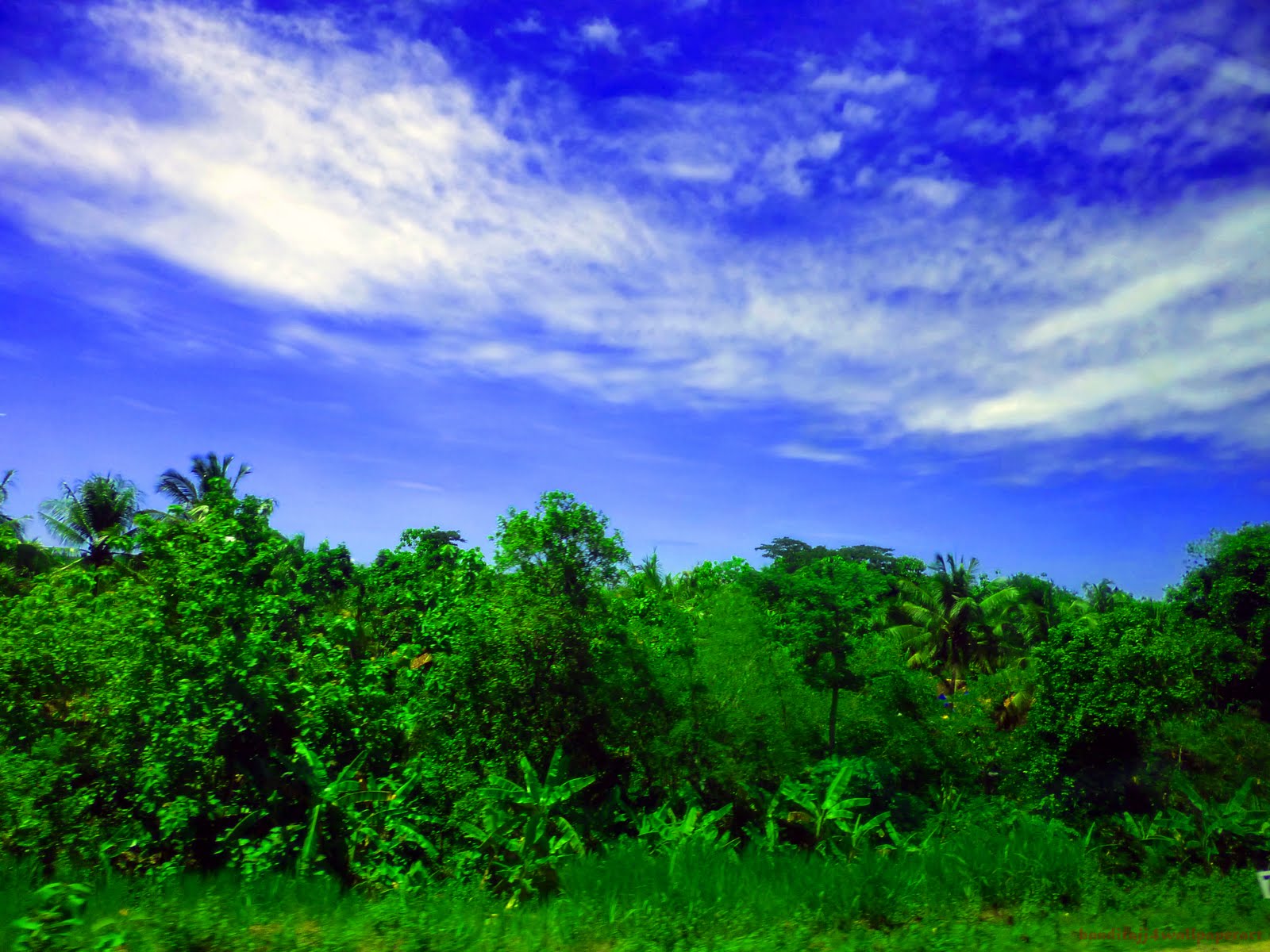http://4.bp.blogspot.com/-LRS0A1nk244/Tvnx6_thBcI/AAAAAAAABIE/I-sVjJHX0BI/s1600/Green%2B-Forest-Blue-Sky-by-banditajj4wallpaperart.jpg
