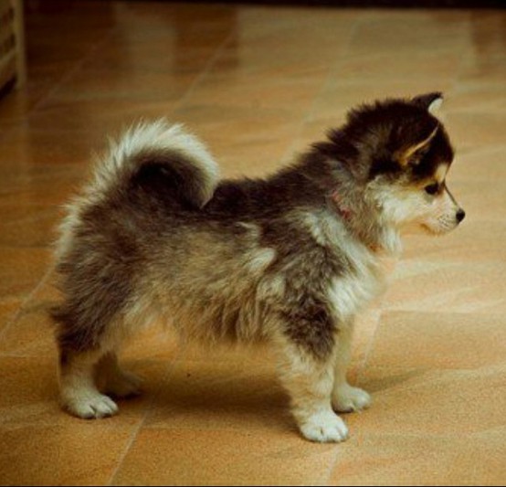 pomeranian mixed husky black and white boxer mix puppies black free engine image for user manual pomeranian mixed husky black and white boxer mix puppies black free engine image for user manual