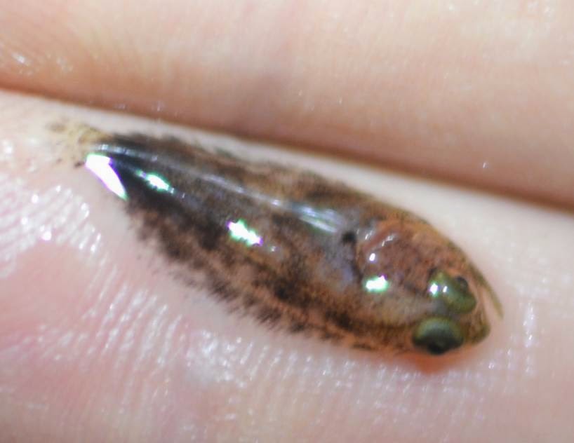 The Adventures of Grey Squidding and FlatFish