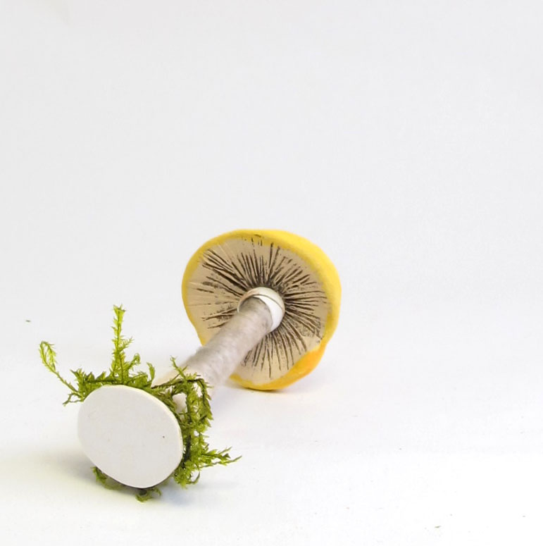 picking mushrooms wants gills peek