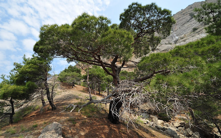 Pinus