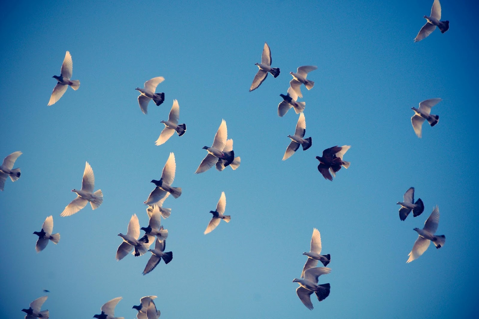 http://4.bp.blogspot.com/-LSFkJ7GVCEQ/T4AEAKkeTZI/AAAAAAAADmc/XrQrMOpiaqs/s1600/Flocking_by_noombox.jpg