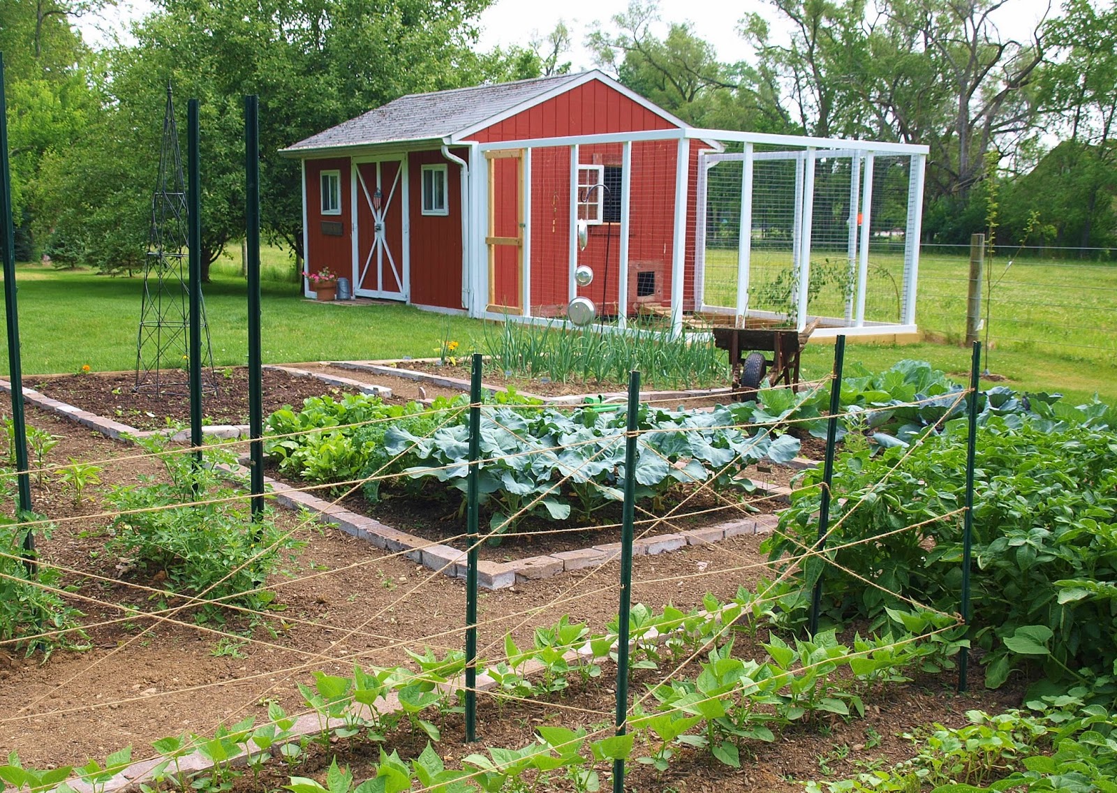 Ohio Thoughts~: Building a Chicken Coop