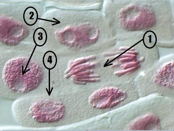La octava isla Mitósis de células de cebolla