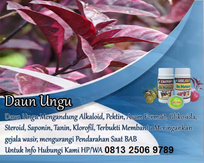 Foto cara mengobati ambeien dengan daun ungu