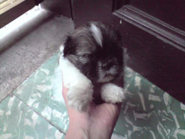 maltese shih tzu newborn puppies the gallery for gt newborn shih tzu puppies maltese shih tzu newborn puppies the gallery for gt newborn shih tzu puppies
