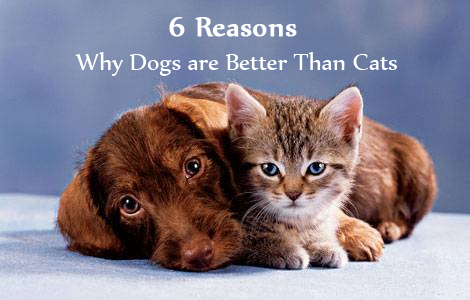 Do Cats Or Dogs Have A Better Sense Of Smell Do Cats Or Dogs Have A Better Sense Of Smell
