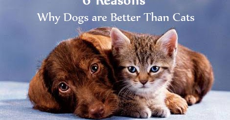Do Cats Or Dogs Have A Better Sense Of Smell Do Cats Or Dogs Have A Better Sense Of Smell