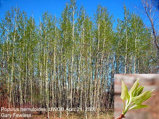 Populus.jpg