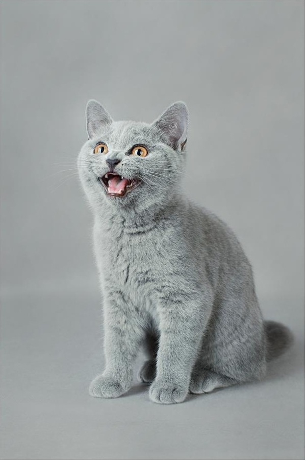 Temperament and Personality of British Shorthair Cat Annie Many
