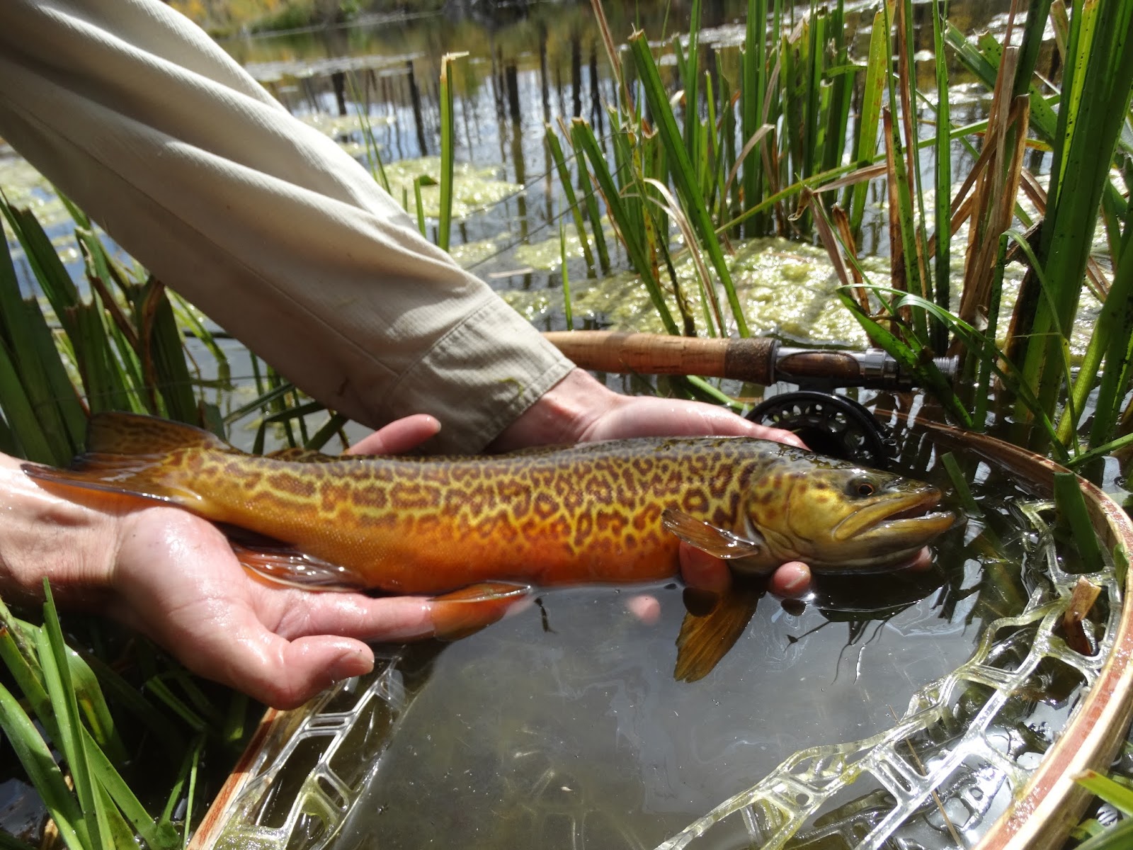 Southern Utah Fly Fishing ,Quiet Fly Fisher Guide Service & Fly Shop