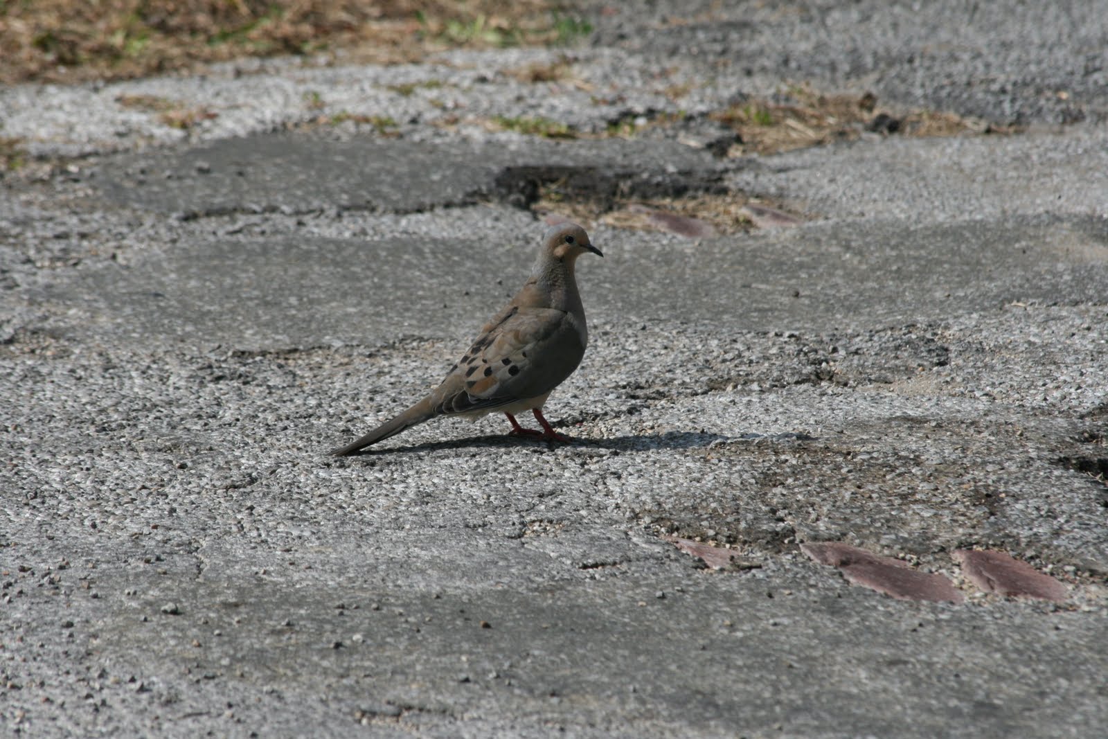bird ephemera looking for doves in all the wrong places bird ephemera looking for doves in all the wrong places