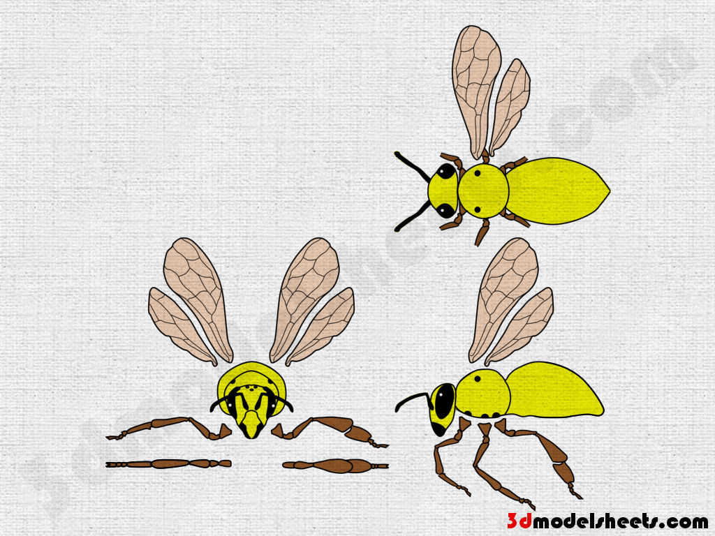 Animal animation