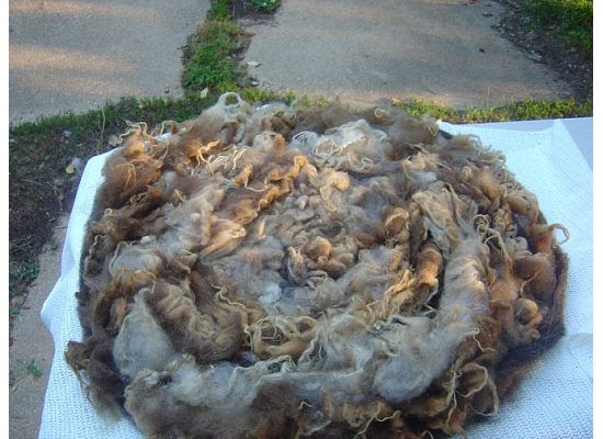 how to brak a dog from killing chickens how to brak a dog from killing chickens