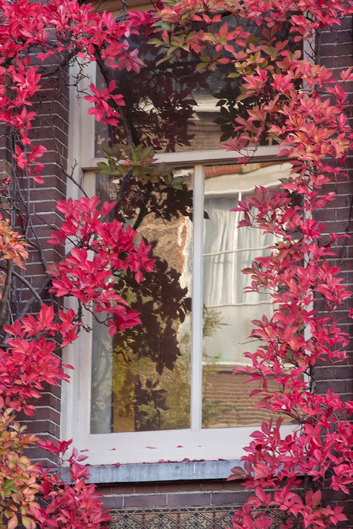 window with red ivy