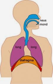 Singwithme Pernafasan Yang Baik