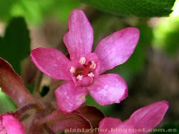 Ribes sanguineum