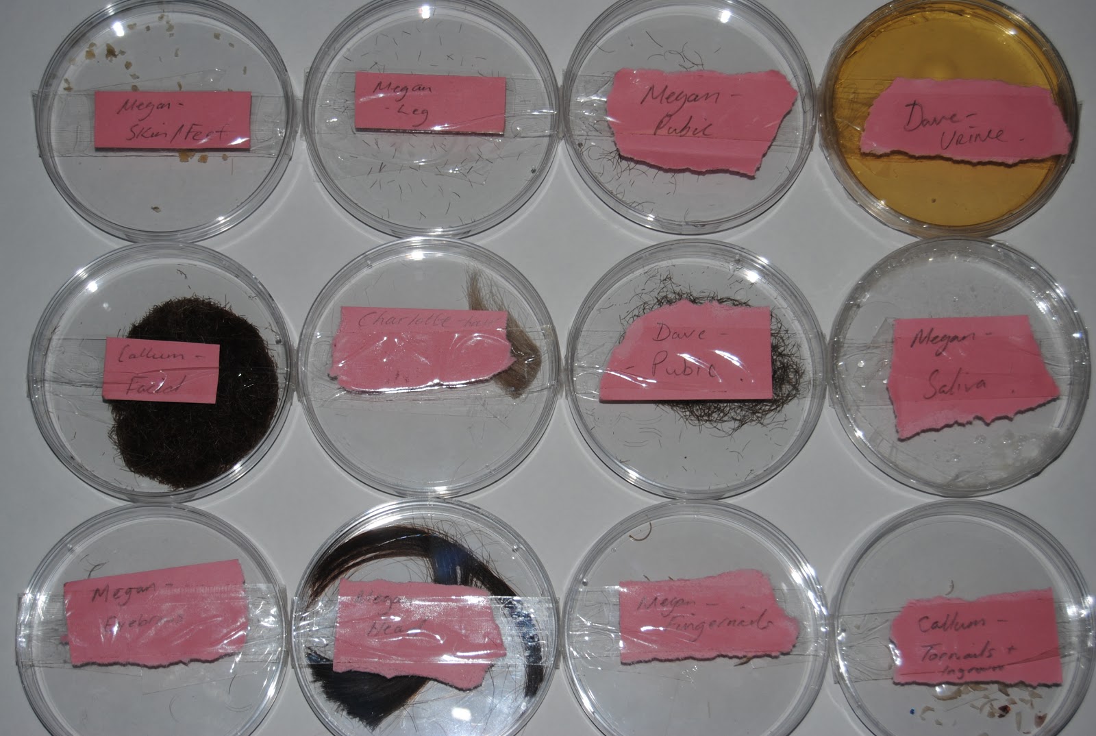 Collecting in Petri Dishes Emerging Practices