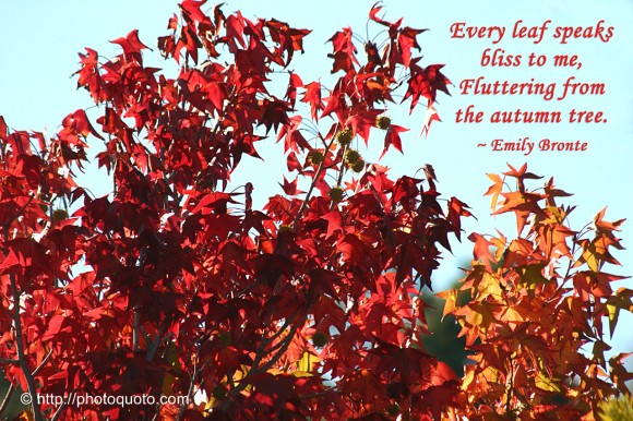 Autumn Quotes And Sayings4
