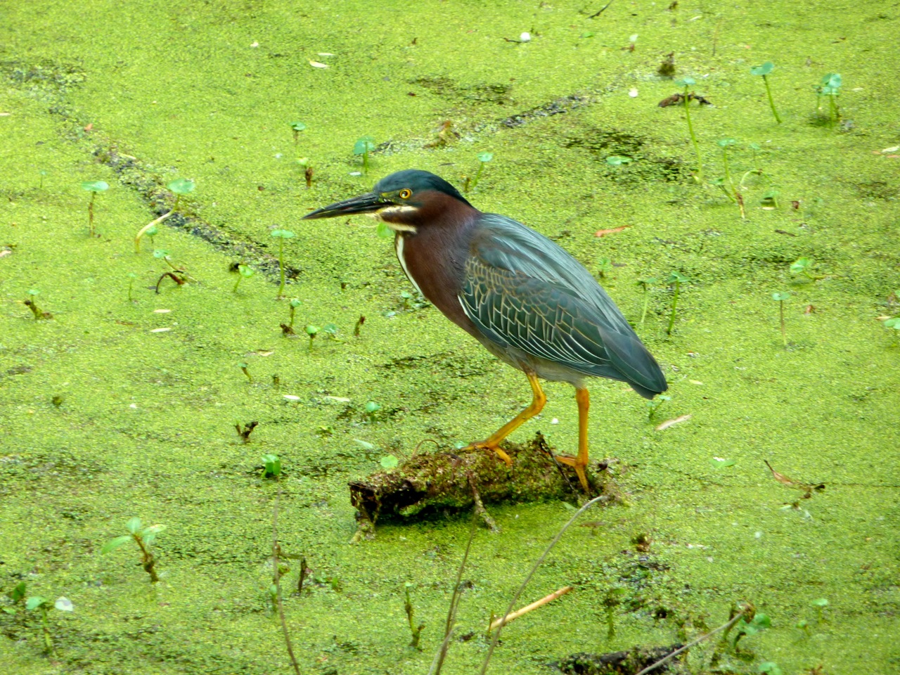 Glimpses of Beauty... Charleston, South Carolina