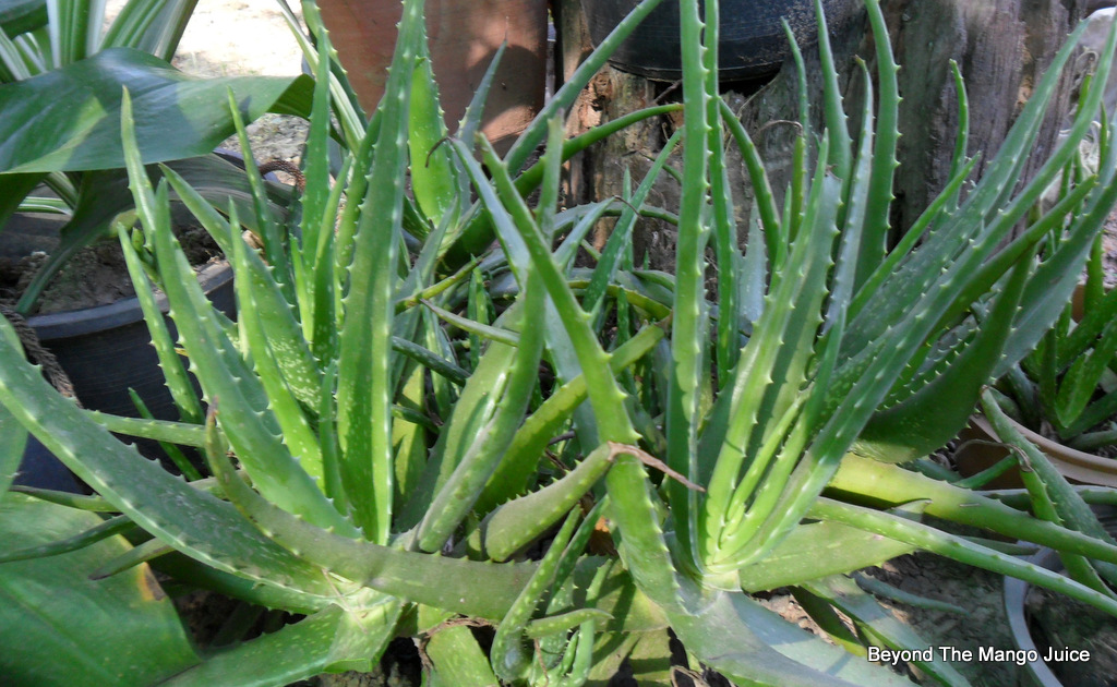aloes