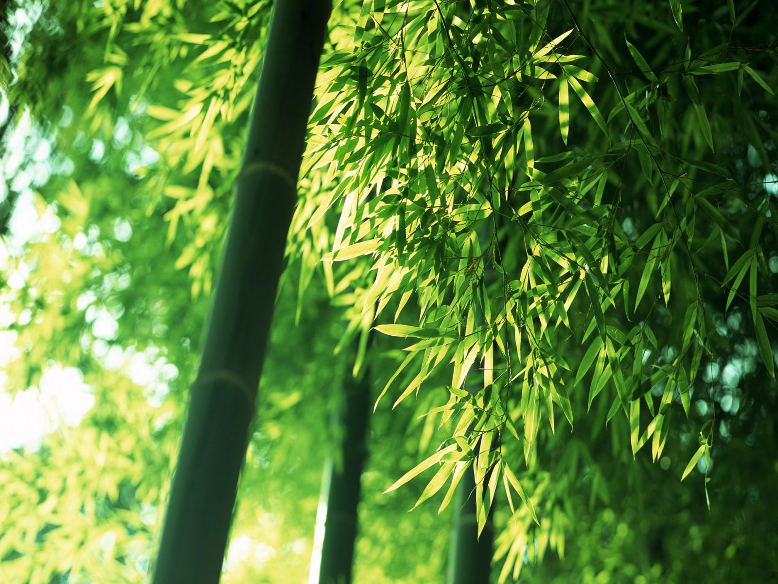 http://4.bp.blogspot.com/-LV5QKYawCQg/TqKZ7QZ5kaI/AAAAAAAABH4/Tpdp8Nd-WjI/s1600/bamboo_forest_wallpaper.jpg