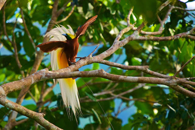 Cendrawasih Bird Cendrawasih Bird