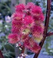 Seeds of Ricinus communis 'Carmencita', bright pink spikey spheres, like fluorescent burrs